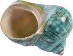 Wixine 1pcs 10cm Green Turbo Natural Rare Real Sea Shell Conch Stunning. Fixed Price $14.52.