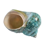 Wixine 1pcs 10cm Green Turbo Natural Rare Real Sea Shell Conch Stunning. Fixed Price $14.52.